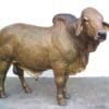 Snorting Bronze Bull Statue