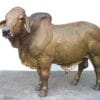 Bronze Bull Statue “You were always there to work through any hurdle”
