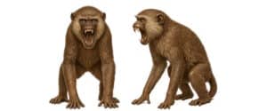 bronze agreesive vervet monkey statue bronze agreesive vervet monkey statue